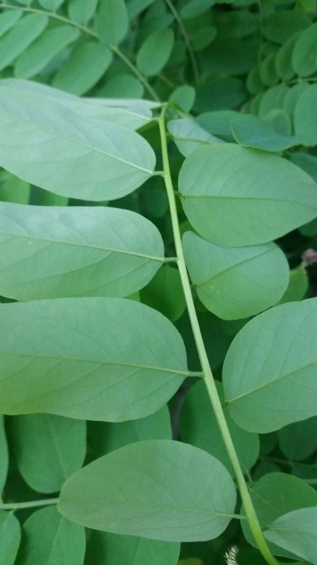 Robinia pseudoacacia (Fabaceae)